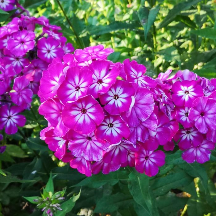 Aedfloks Phlox paniculata Modern Art