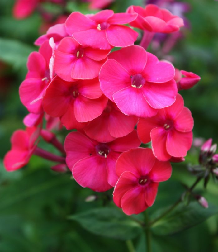 Aedfloks phlox paniculataadessa red