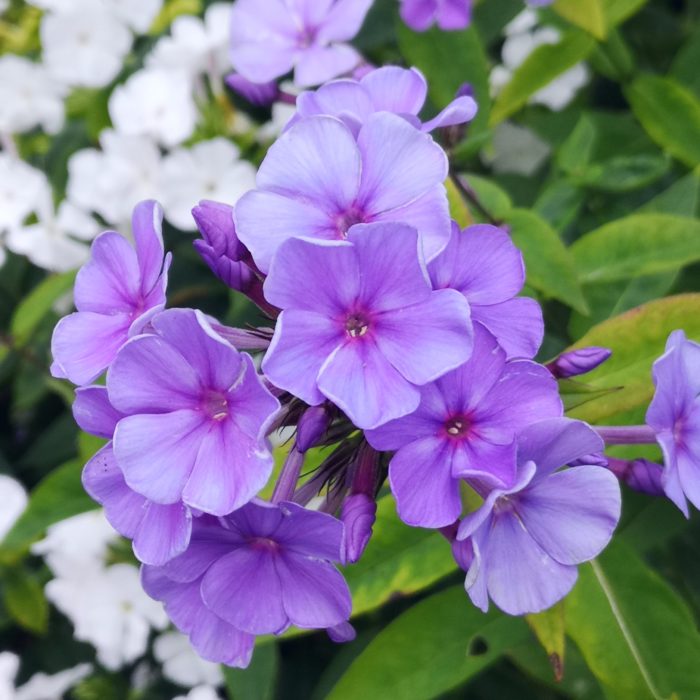 Aedfloks phlox paniculata sweet summer ocean