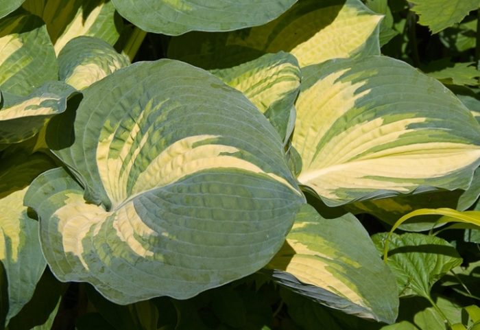 hosta great expectations