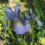 siberi iiris perry`s blue