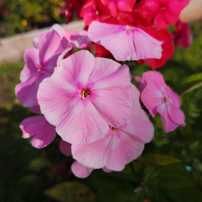 Aedfloks<br/> 'Elizabeth Arden' <br/><span class="toote_lisa">Phlox paniculata</span> - Image 2