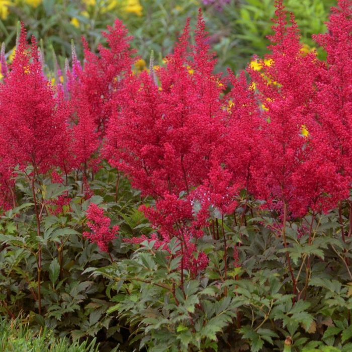 jaapani astilbe red sentinel