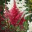 jaapani astilbe red sentinel