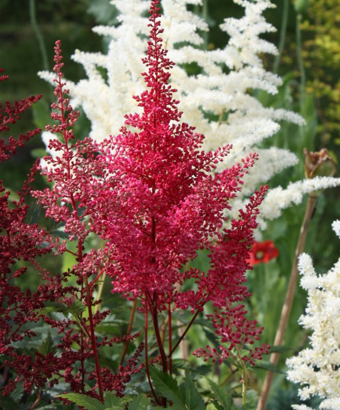 jaapani astilbe red sentinel