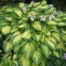 hosta pauls glory