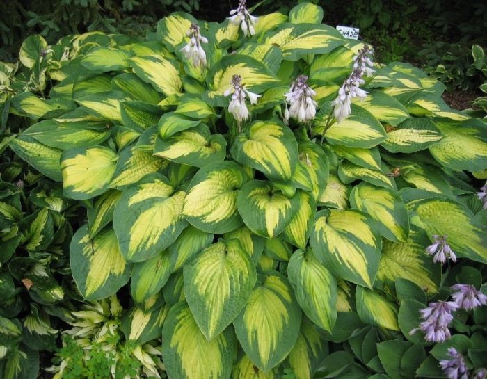 hosta pauls glory