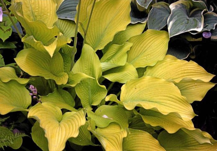 hosta sun power