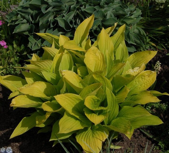 hosta sun power