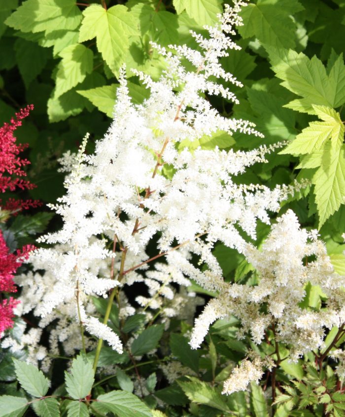 jaapani astilbe ellie