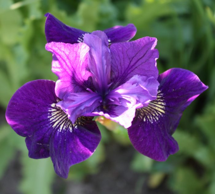 siberi iiris ruffled velvet