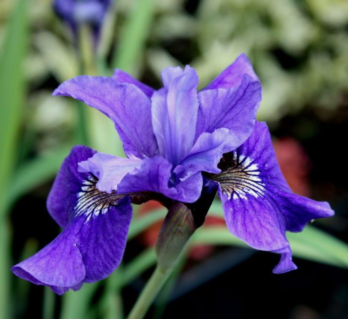 siberi iiris ruffled velvet