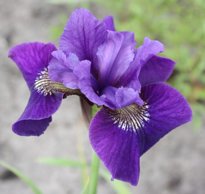 siberi iiris ruffled velvet