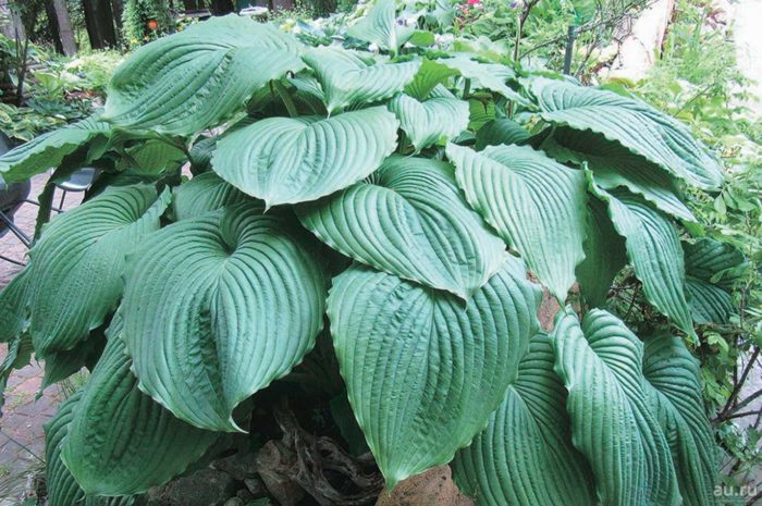 hosta empress wu