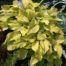 hosta lakeside cha cha