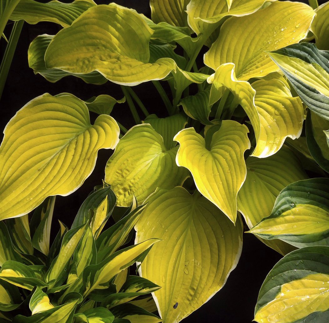 Hosta Lakeside Cha Cha Hosta Rannam e Puukool