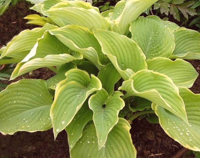 hosta lakeside cha cha