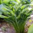 hosta praying hands