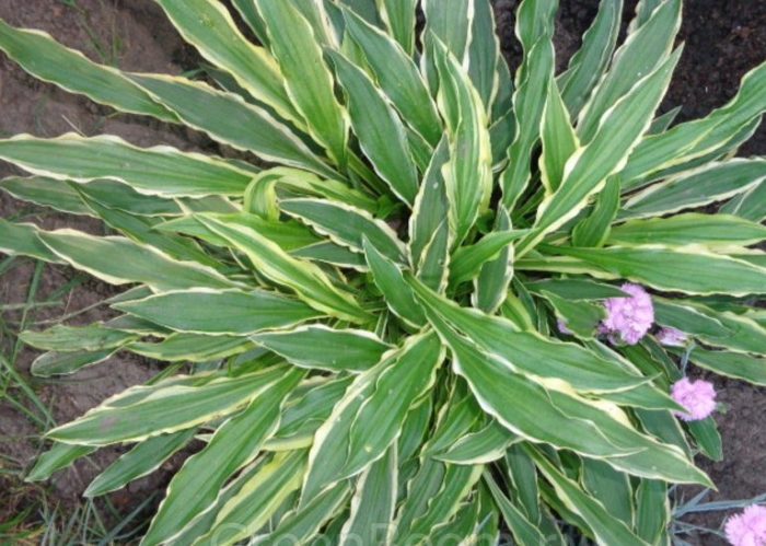 hosta stiletto