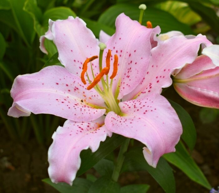 orientaalliilia curly sue