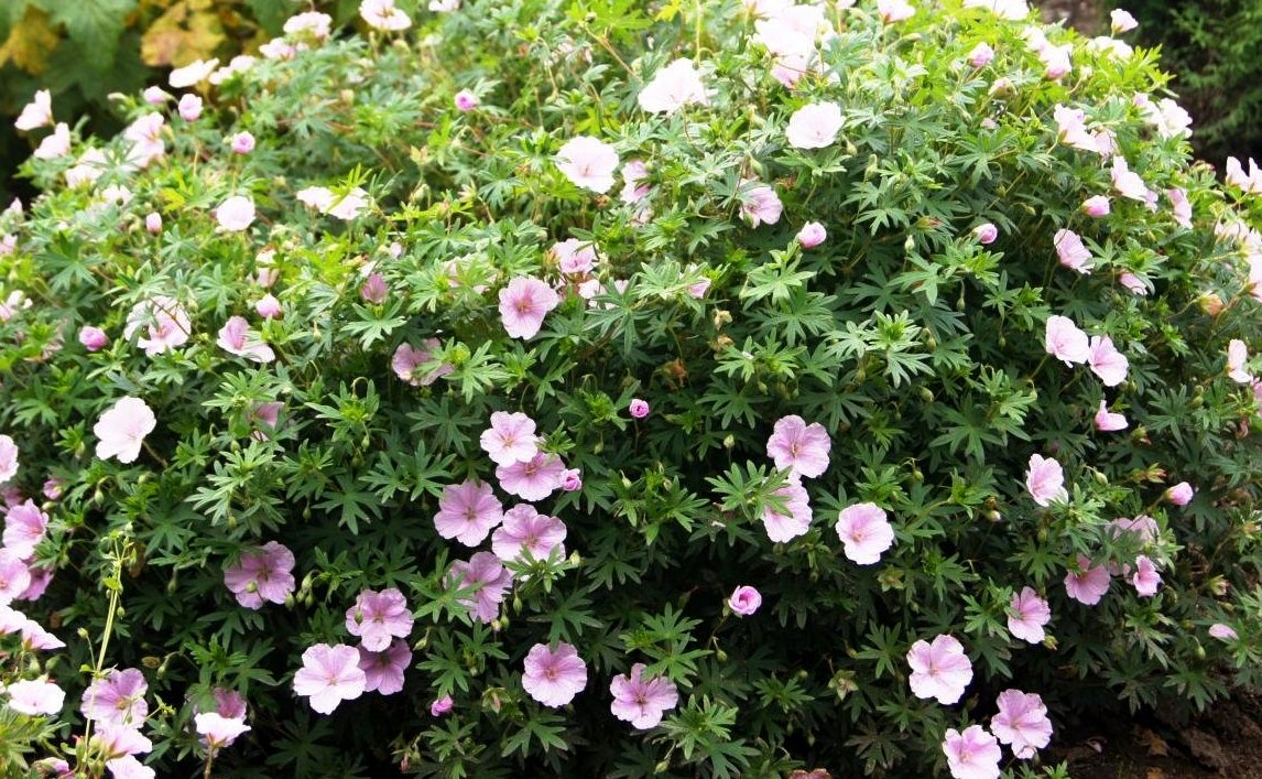 Verev Kurereha Apfelbl te Geranium Sanguineum Rannam e Puukool