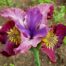 siberi iiris miss apple