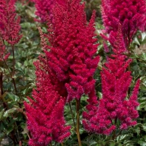 hiina astilbe lowlands red