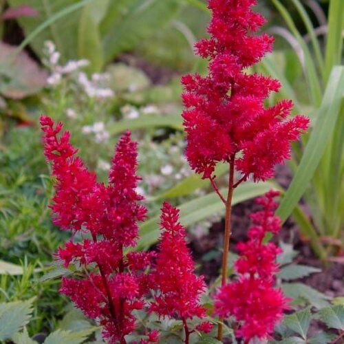 arendsi astilbe spartan