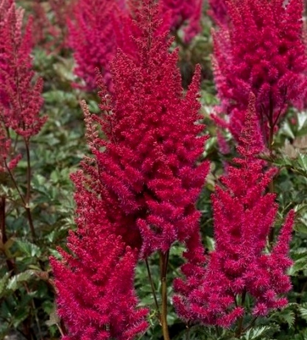 astilbe lowlands red