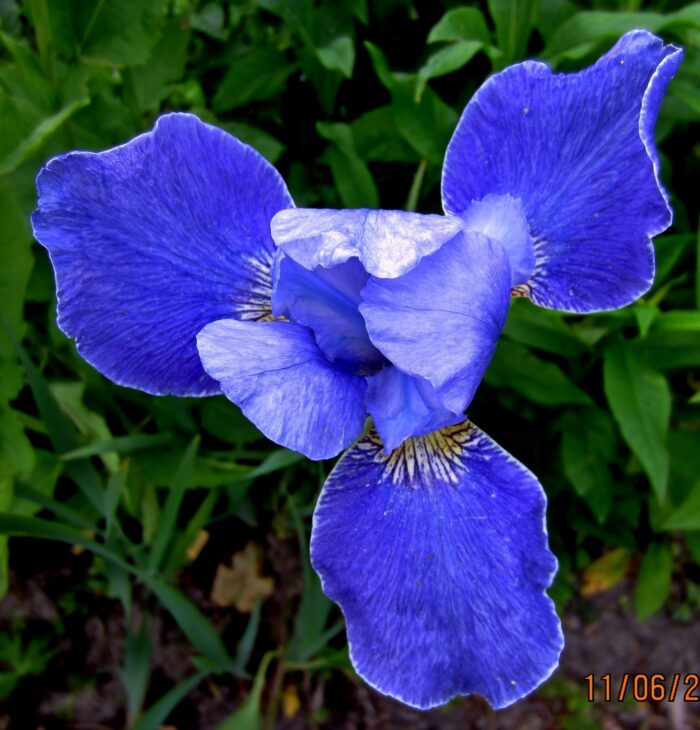 siberi iiris silver edge