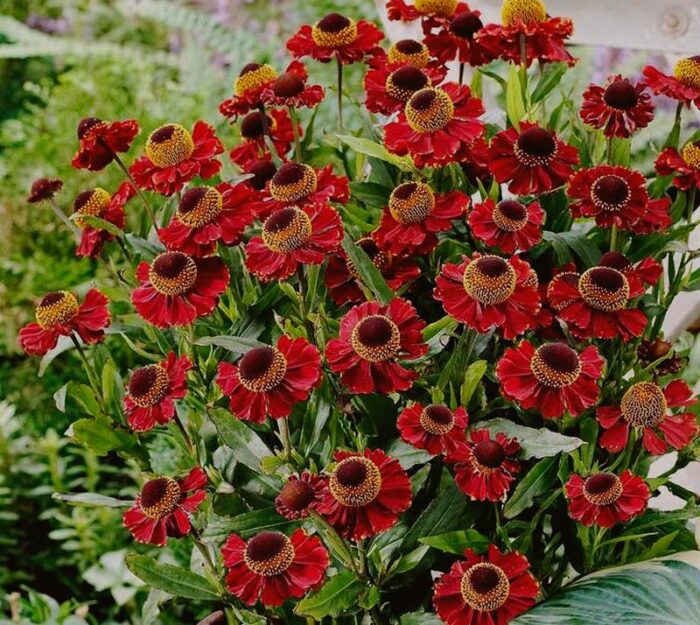 helenium ruby charm