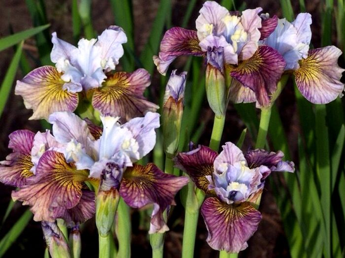 siberi iiris painted woman