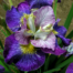 siberi iiris on mulberry street