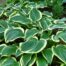 hosta yellow river