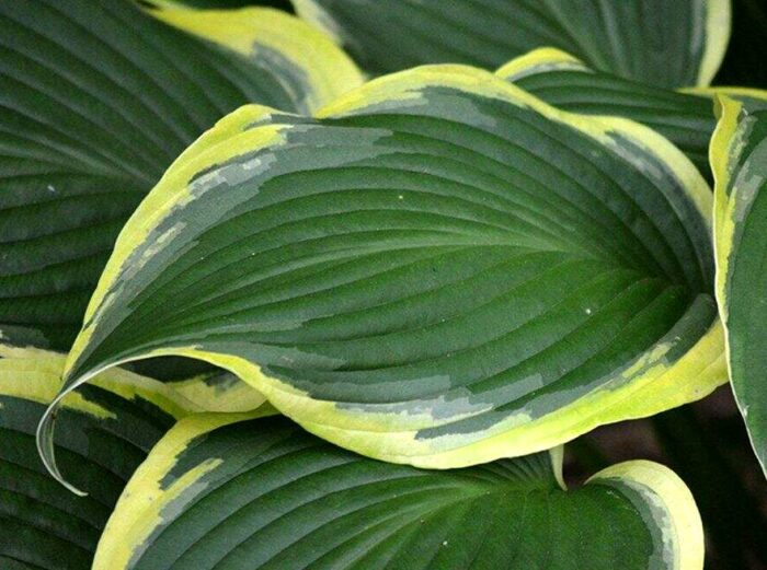 hosta yellow river