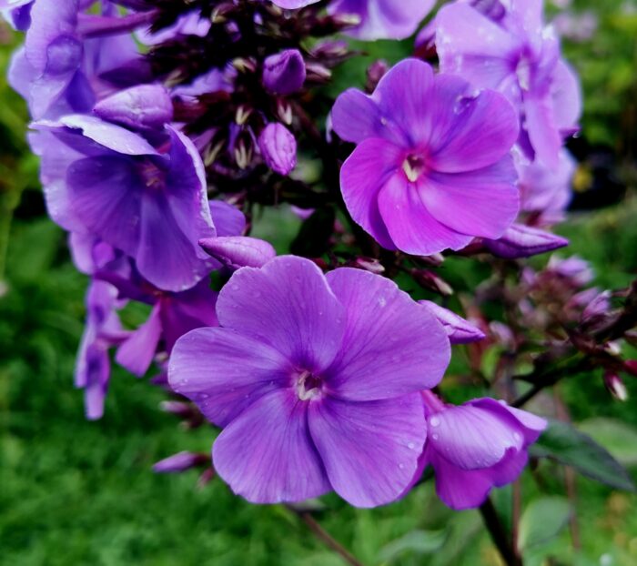 Aedfloks<br/> 'Amethyst' <br/><span class="toote_lisa">Phlox paniculata</span>