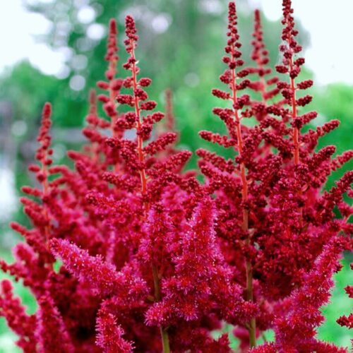 hiina astilbe red skyscraper