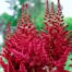 hiina astilbe red skyscraper