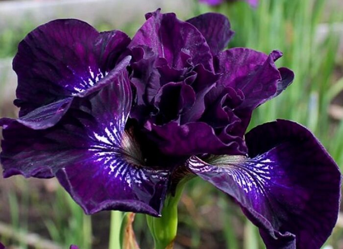 siberi iiris purplelicious